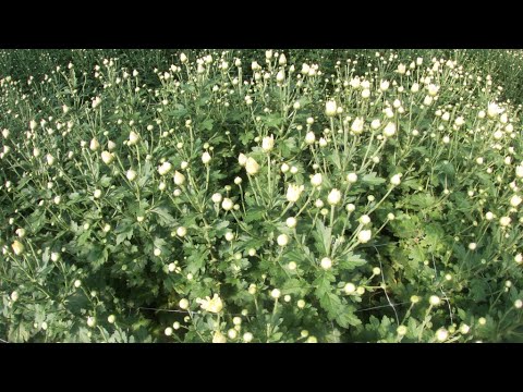 Видео: Начало цветения хризантемы.2 месяца и 3 недели от посадки черенка.