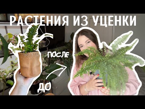 Видео: РАСТЕНИЯ из УЦЕНКИ спустя ВРЕМЯ | ДО/ ПОСЛЕ | кто вырос, а кто не очень