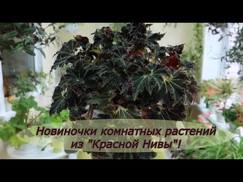 Видео: Новинки комнатных растений из садового центра "Красная Нива"!