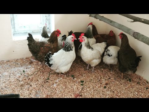 Видео: Новый курятник! Переселение кур и многое другое!