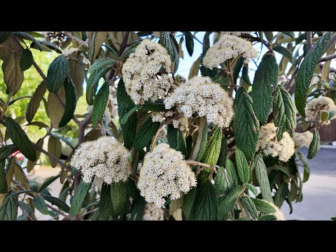 Видео: Калина Морщинолистная