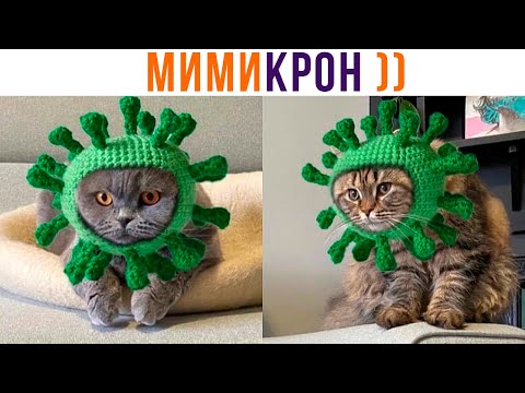 Видео: МИМИКРОН))) Приколы с котами | Мемозг 991