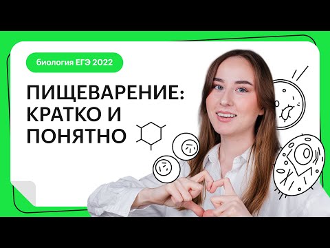Видео: Пищеварение: кратко и понятно | Биология ЕГЭ