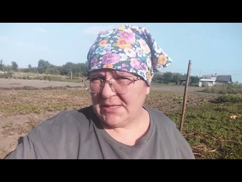 Видео: КОПАЕМ КАРТОШКУ // ДУМАЛА БУДЕТ ПОХУЖЕ // НА ВСЕ НЕ ХВАТИЛО СИЛ // ЖИЗНЬ В ДЕРЕВНЕ