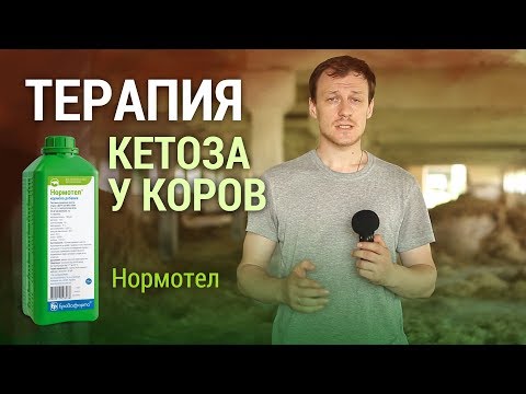 Видео: Терапия кетоза у коров