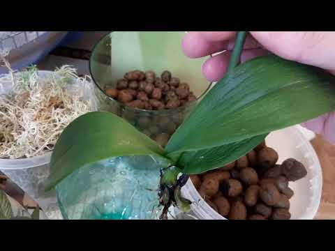 Видео: Реанимация орхидеи в керамзите.И, конечно, попугаи.