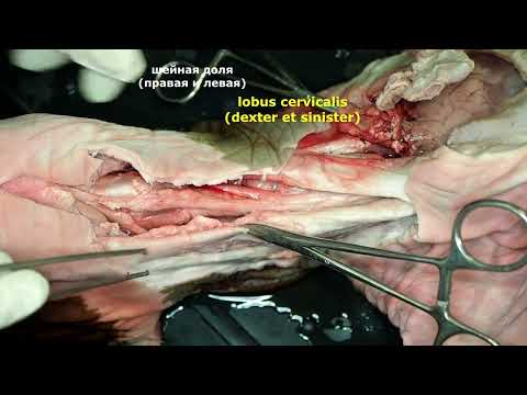 Видео: Тимус  на примере плода теленка