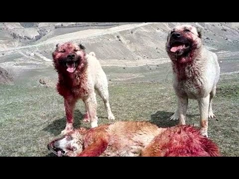 Видео: 8 Собак, Которые с Легкостью Одолеют ВОЛКА