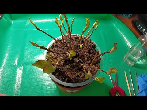 Видео: Что делать с полуфабрикатом крупнолистной гортензии в январе. 06.01.2025