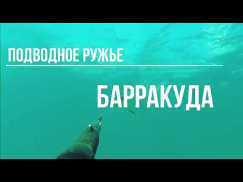 Видео: Выбираем лучшее ружье для подводной охоты.