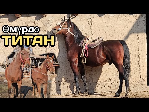 Видео: миң аттык ЖЫЙЫНДА ТИТАН ЧАБЫЛАТ⭐️ӨМҮРДӨ ГИГАНТ БЭЭ КУЛУНУ МЕНЕН