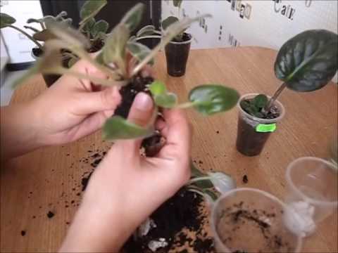Видео: Как и когда рассадить деток фиалки
