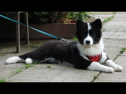 Видео: ДТ-166. Якутская лайка. От простого к сложному.