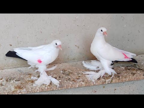 Видео: Бойние голуби. Голубиные детски сад. 16.04.24 Грузия. Тбилиси