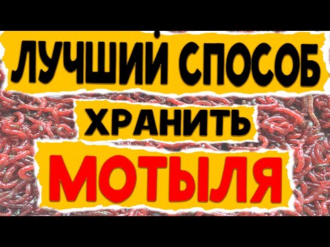 Видео: КАК ДОЛГО ХРАНИТЬ МОТЫЛЯ !!?? ЛУЧШИЙ СПОСОБ ДОЛГО ХРАНИТЬ МОТЫЛЯ  в домашних условиях