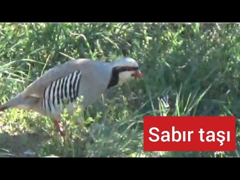Видео: Keklik - Yayla Gülü🌹Dağ Bülbülü / Petek_86_ Çatı Avı / Partridge Rebhuhn Куропатка Perdiz الحجل طائر