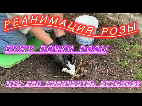 Видео: Как пробудить розы,другое о бутонах и базальных побегах
