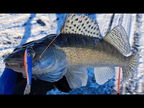 Видео: Первый лёд на Большой Реке! Ловля Судака и Берша. Два дня рыбалки на Волге. Зимняя рыбалка 2022-2023