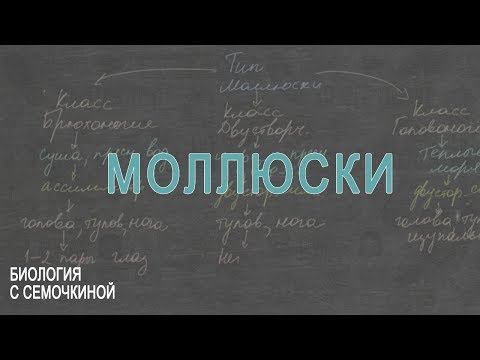 Видео: Моллюски