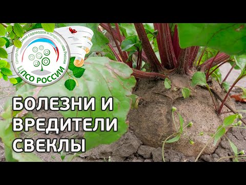 Видео: Болезни и вредители свеклы столовой. Защита свеклы от вредителей и болезней.