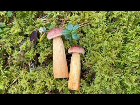 Видео: Золотистые боровики атакуют#Golden boletus attack#белые