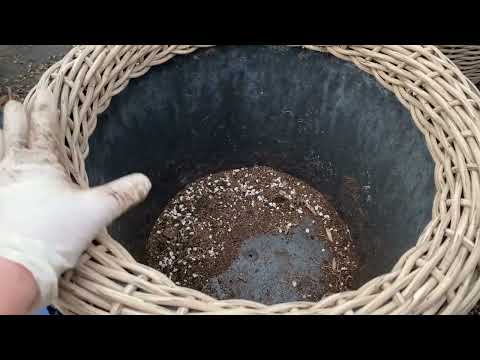 Видео: ЧТО МОЖНО СДЕЛАТЬ, ЕСЛИ ГОРТЕНЗИЯ ПЕРЕРОСЛА КАШПО.