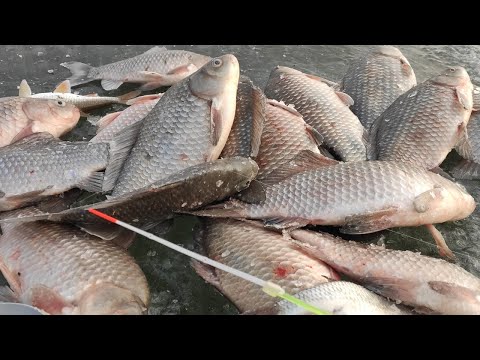 Видео: Вот ОНИ ДАВЯТ - ЛЕСКА СКРИПИТ, КИВКИ ИГРАЮТ!! Зимняя рыбалка на карася