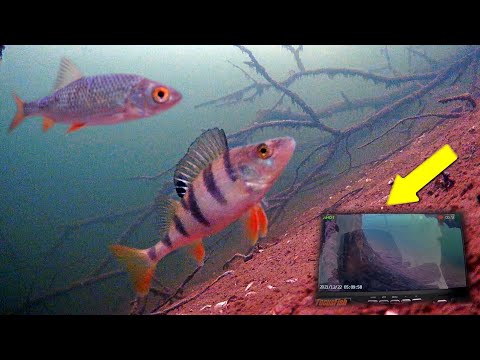 Видео: Зимняя рыбалка 2022 Поиск рыбы подводной камерой. Окунь, Плотва🐟 Подводная съёмка