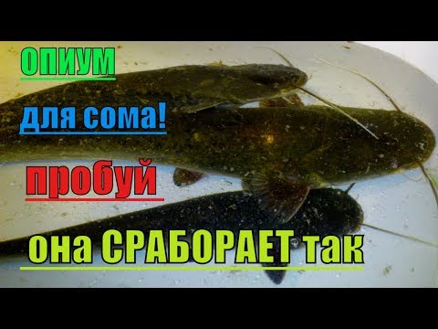 Видео: Тонкости в наживке на сома! Часть 2.