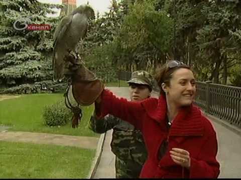 Видео: Борьба с воронами