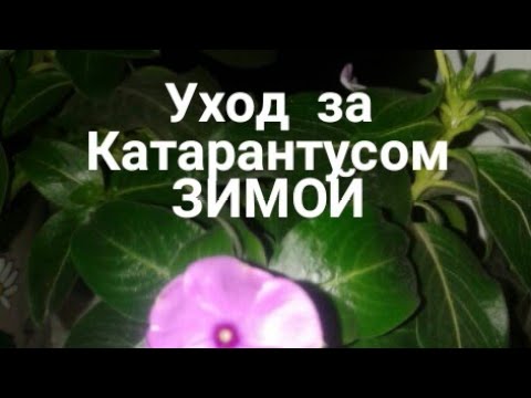 Видео: Уход за катарантусом зимой в квартире.  Цветение катарантуса зимой.