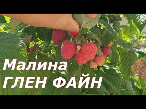 Видео: Средне-ранняя малина  Глен Файн