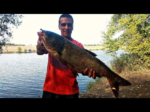Видео: Не повезло с карпом, но словил толстолобика! Рыбалка осенью