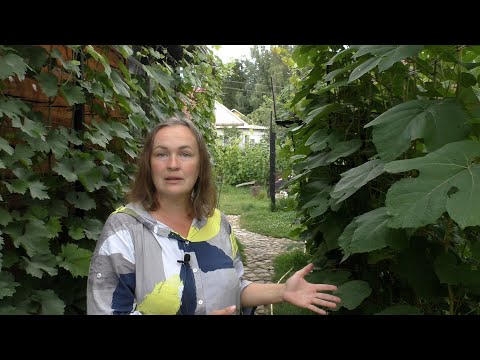 Видео: Чеканка винограда. Всегда ли нужна и как не навредить