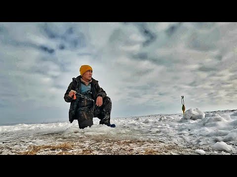 Видео: В поиске огромных горбачей...