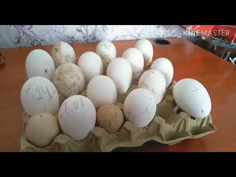 Видео: Қаз жұмыртқасын инкубацияға дейін қалай сақтаған дұрыс.