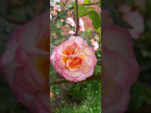 Видео: Распустились розы!красота!Барок,Спирит оф фридом,Вестерленд и др.