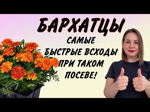 Видео: БАРХАТЦЫ ВЗОЙДУТ НА 2 ДЕНЬ! ЛУЧШИЙ СПОСОБ ПОСЕВА!