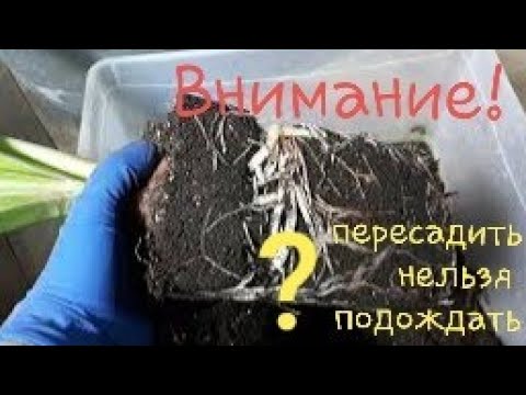 Видео: ГИППЕАСТРУМЫ. Опасна ли пересадка во время их роста!?🤔