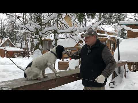 Видео: Занятие по апортировке