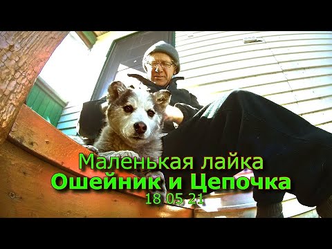 Видео: Маленькая лайка Ошейник и Цепочка 13 05 21