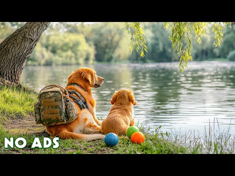 Видео: Музыка для Собак🐕‍🦺От Тревоги Разлуки❤️🎧Для Глубокого Сна