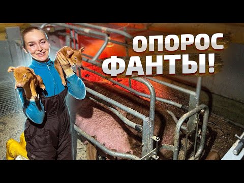 Видео: Опорос дюрка! Доставала их по одному. Помогаю свинке | Молодая Ферма