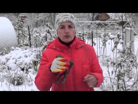 Видео: Поздняя посадка пионов.  Что посадить  в октябре и ноябре. Сайт "Садовый мир"