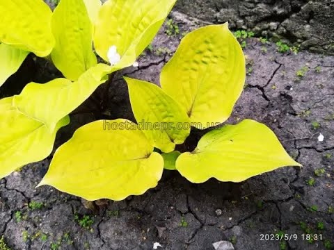 Видео: #hostas #хоста