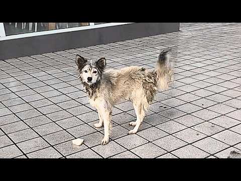Видео: Бездомная собака вежливо сидела у магазина, прося еду. В этот раз доброе сердце дало ей пищу и дом.