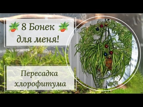 Видео: Хлорофитум Бони🪴, Лаксум🪴, Грин Оранж🪴 или Файрфлеш🪴. Пересадка хлорофитума.