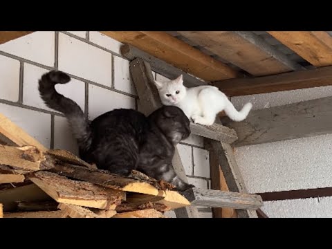 Видео: Обычный вечер пятницы 