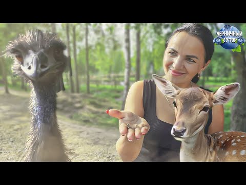 Видео: На хутор захотелось страуса, оленя и корову. Сказочный мир и лесные тайны брестской области