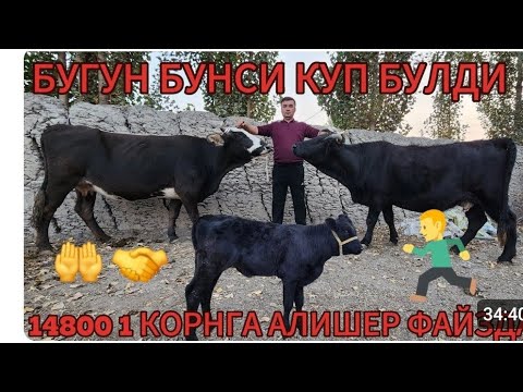 Видео: АЛИШЕР ФАЙЗ БУГУНХАМ ЙОНДРИБ ТАШАДИ ОЛГАН ОДАМЛАР МАЗЗА КЛЙАПТИ ДУСЛАР БУГУН 